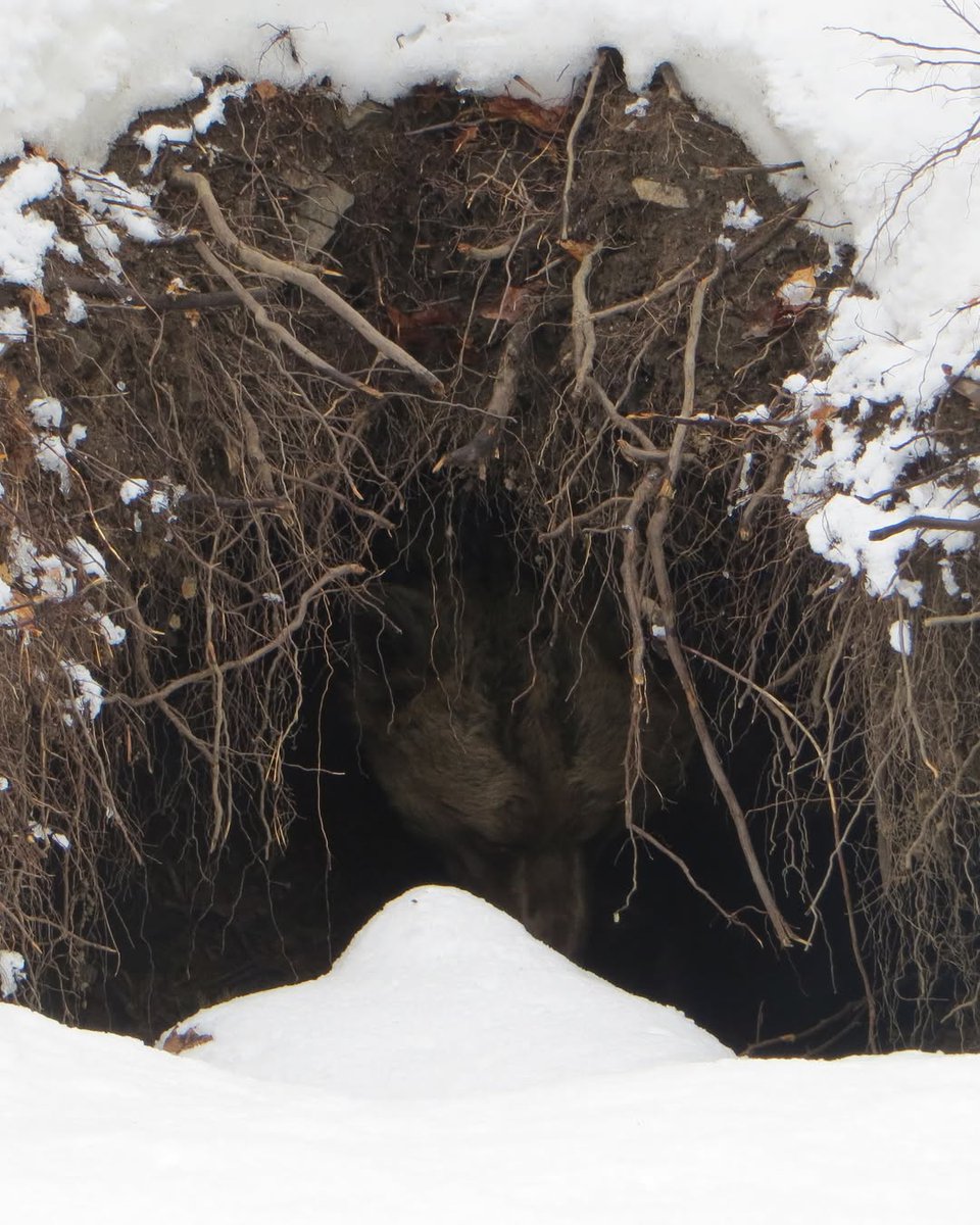BEAR SANCTUARY Belitsa tweet media