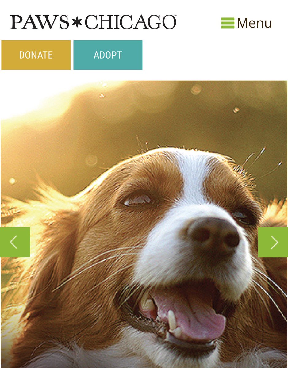 J-hope birthday donation project ☀️💛

Animal charities are one of his fav causes, &amp; Chicago one of his fav places— so we’re donating to PAWS Chicago in his honor. 🐾

Donate directly here:
pawschicago.org/how-to-help/do…

After you donate, reply with your amount 💜 I’ll keep track