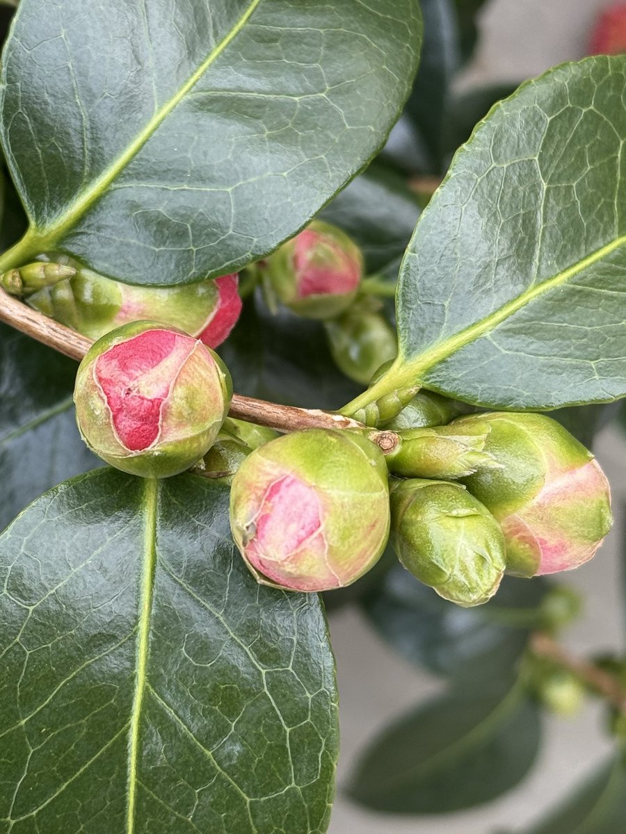 Camellia bursting into life 🌺