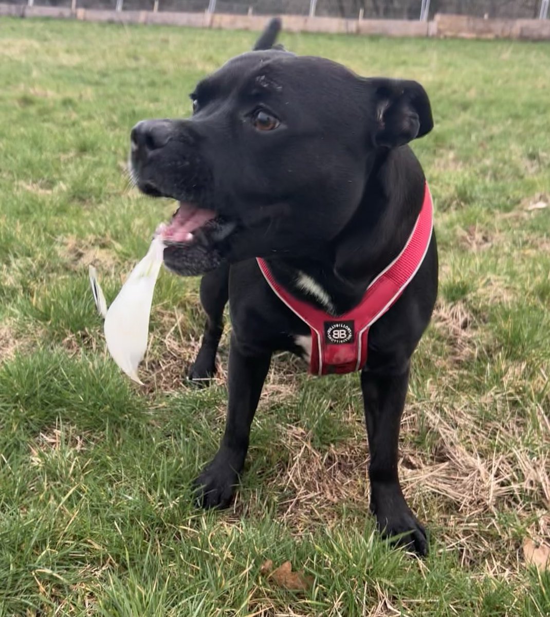 JulesAllenxx's tweet image. A sort of #tongueouttuesday #frank