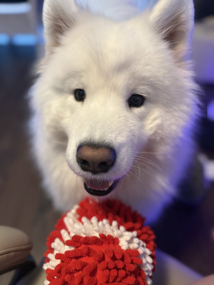 Berry 🍮🐙 Vtuber tweet media