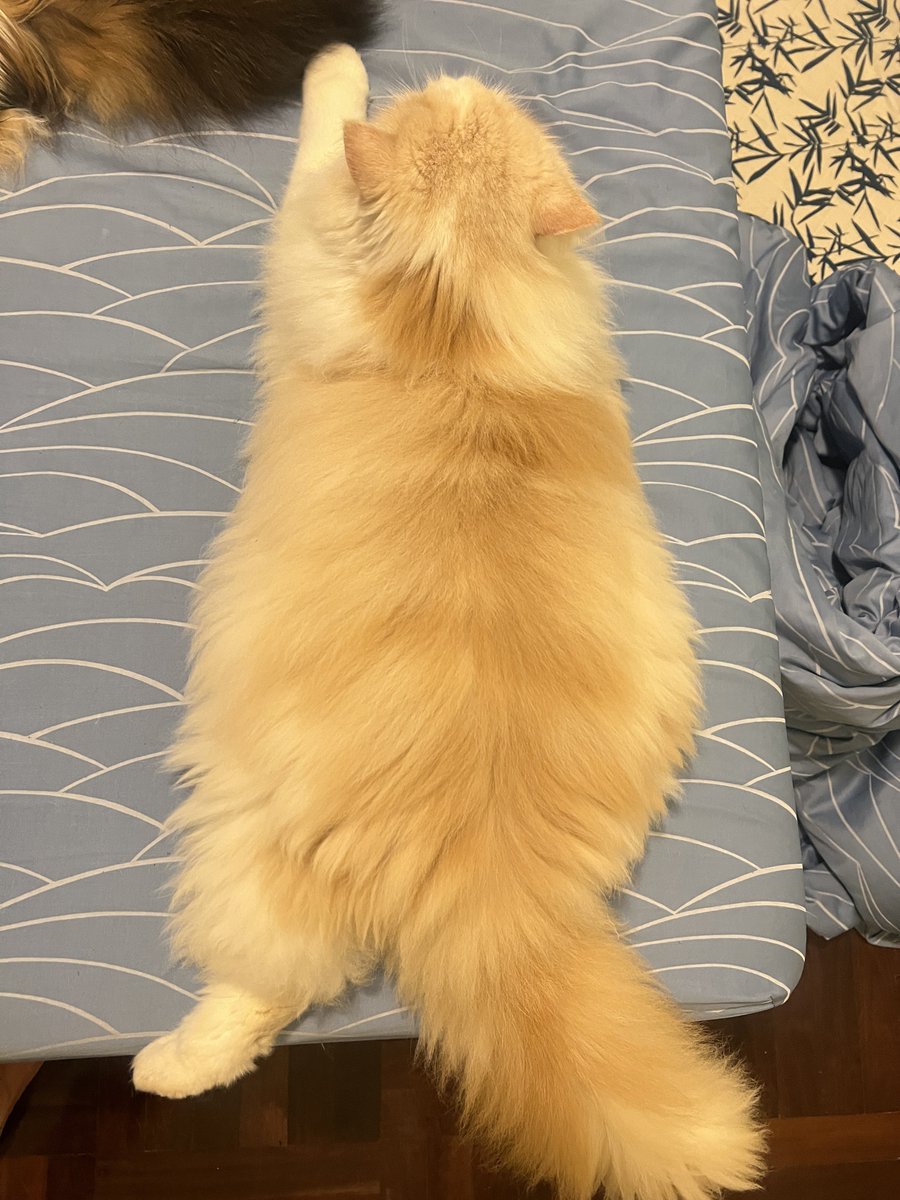 ลูกหมาตุวจิ๋วของผมมันน่ากอดทุกวันเลยให้ตาย