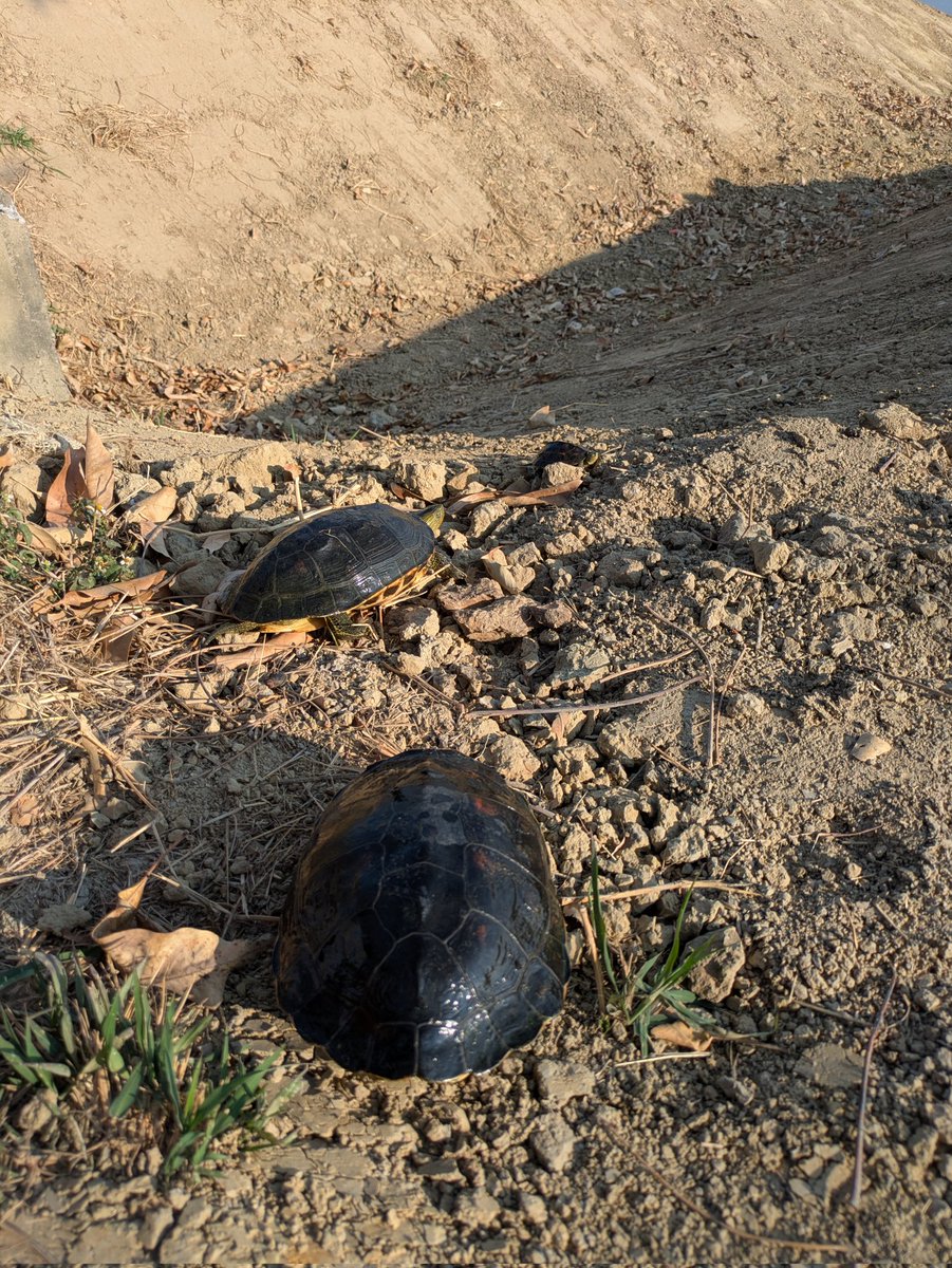 gentle_thistle's tweet photo. 新春龜放生
協助斑龜穿越道路
直到埤塘邊

#放生
#斑龜
#turtle
#releasing https://t.co/7UeRr8FRKU