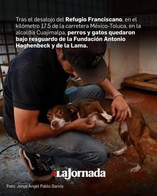 ANTICORRUPCIO17's tweet photo. @AbigailTor15802 @EscuadronSalchi @pasotti @Abi94869717 @3ikhu @Alina_Gag @Ange_De_Verite @Apoyo_Croqueton @GustavoGarciaMH @luzelenachavez8 @marianoosorio1 @Ref_Franciscano Se  busca a #Manitas perrita con discapacidad 
@Ref_Franciscano https://t.co/AryWktzXnl