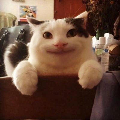 所以這是貓雞山去韓國作開眼手術後的結果❓