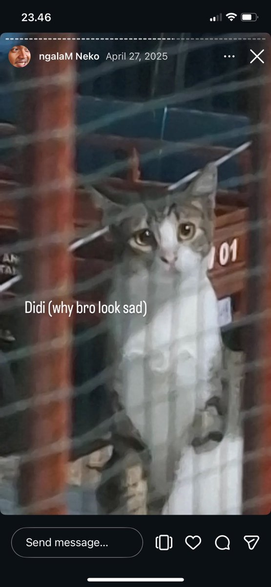 felithania's tweet photo. adek gue tuh pecinta kucing trs dia punya highlight IG foto2in stray cats dan dikasih nama. i think he is so funny for this https://t.co/7rj2AAEakz