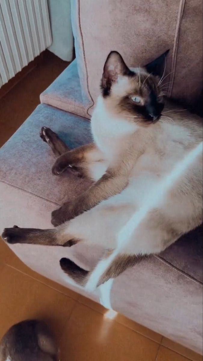 Daily Auron Cats ⋆˙⟡ tweet media