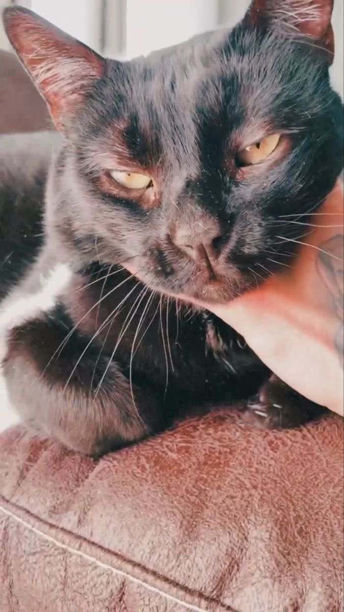 Daily Auron Cats ⋆˙⟡ tweet media
