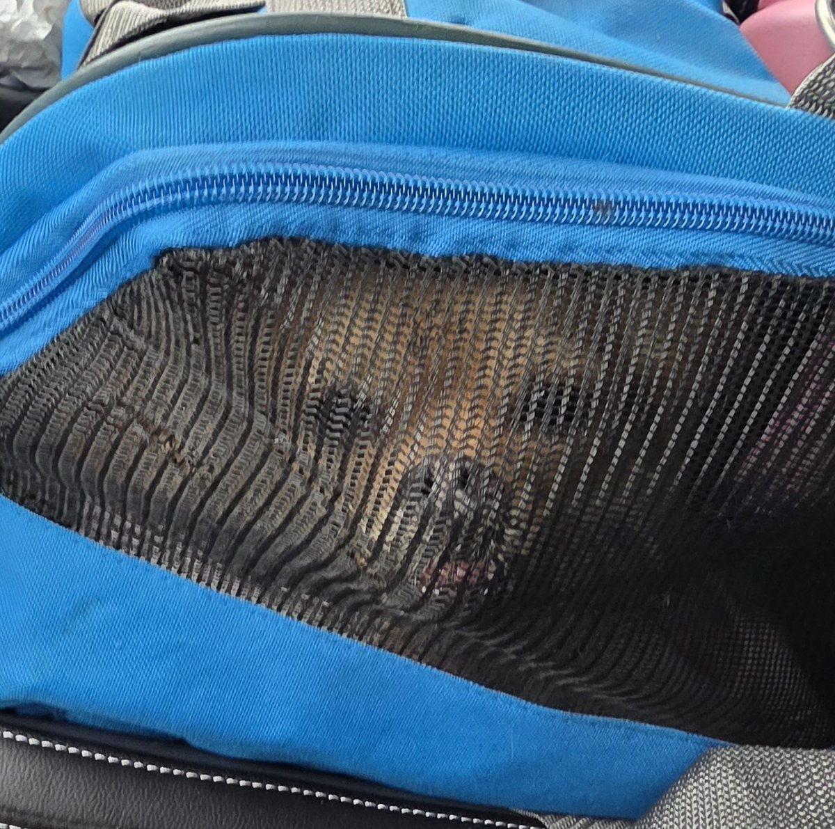 ⋆🎀 𝖆𝖓𝖉𝖎 🎀⋆ tweet media