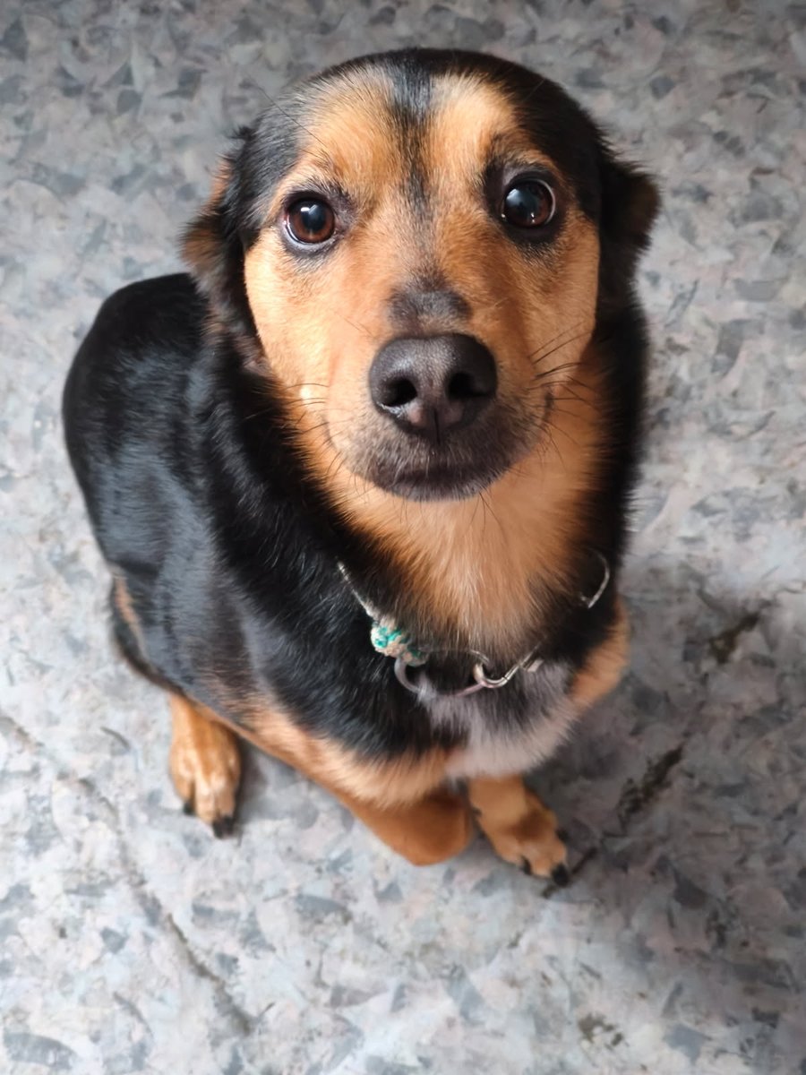 Kochani, mój Kajtek chce żeby mu dać surowej wątróbki, jak myślicie dać czy nie dać😁