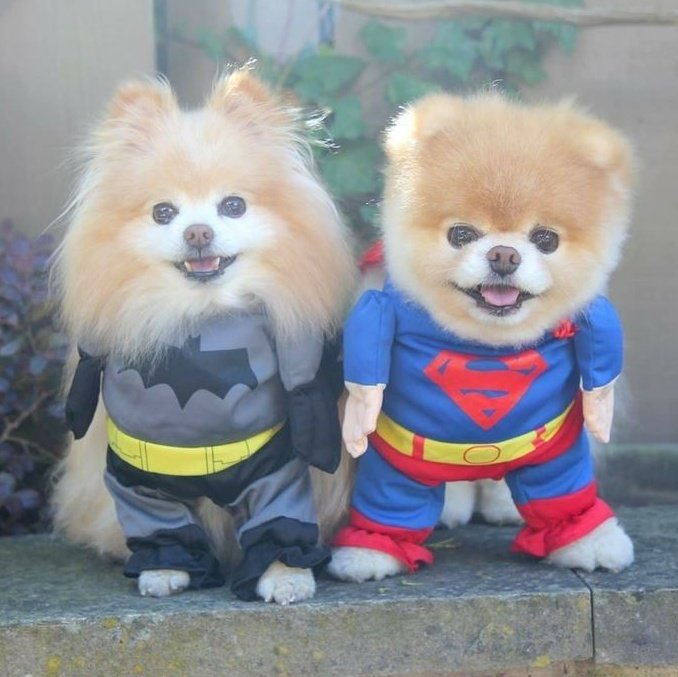 🔴 Irene Montero: “No podemos normalizar que se vista y se disfrace a las mascotas sin su consentimiento. También tienen derecho a decidir sobre su propio cuerpo”.