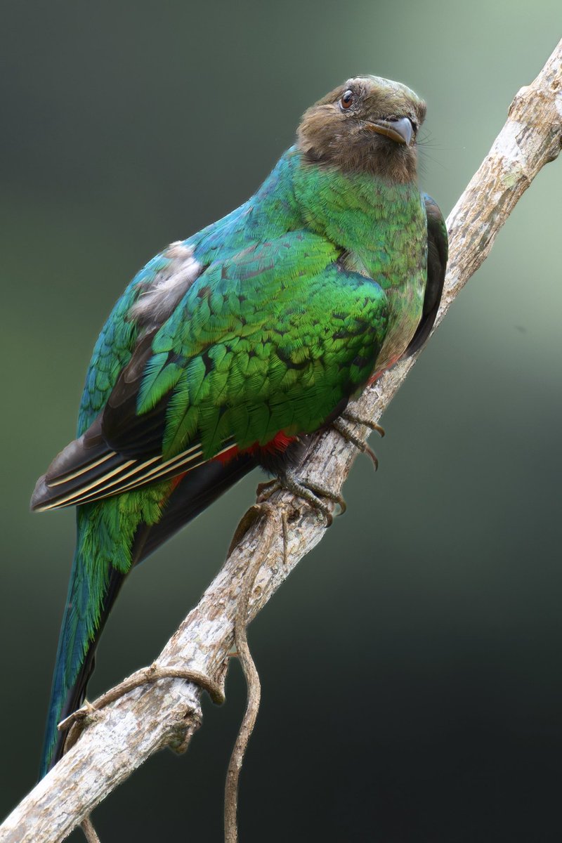 Memo Gómez (Fotógrafo de Naturaleza) tweet media