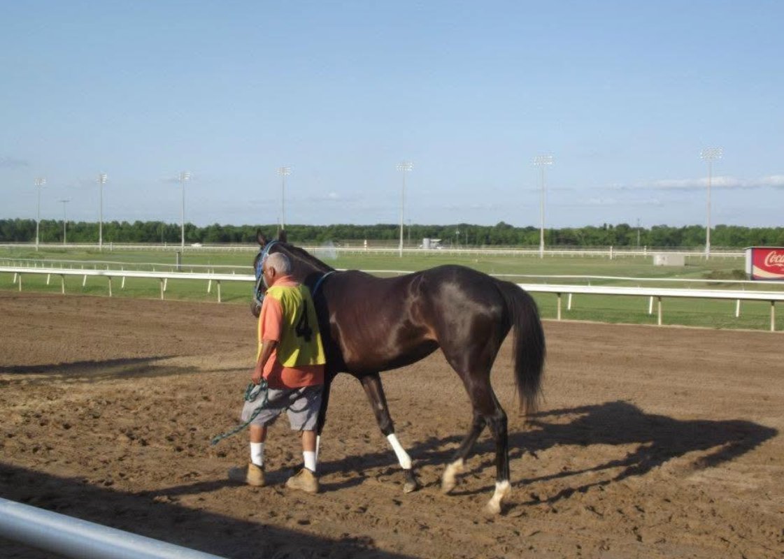 Back in 2011, early Bitcoin fans on Bitcointalk pooled thousands of BTC to buy a real racehorse.They named her Satoshi's Daemon — a tribute to Satoshi Nakamoto, born the same year Bitcoin launched (2009).The community called it the first real-world asset ever funded with crypto.