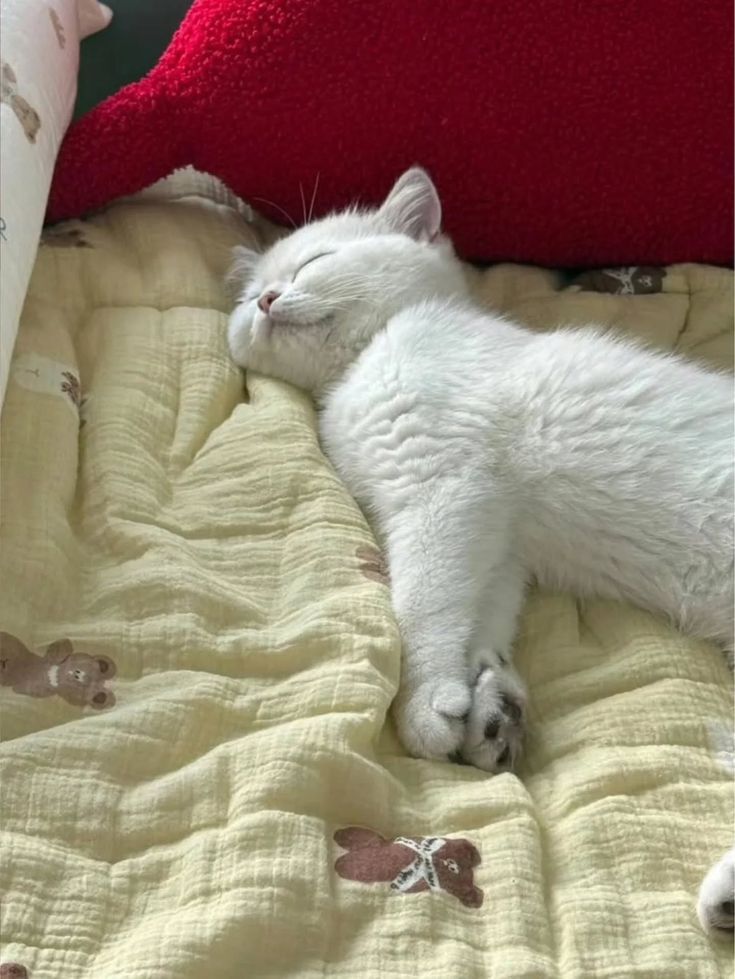 PostsOfCats's tweet image. 