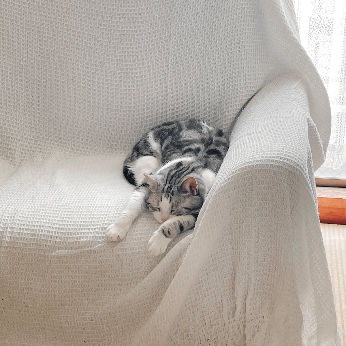 骨無い日か