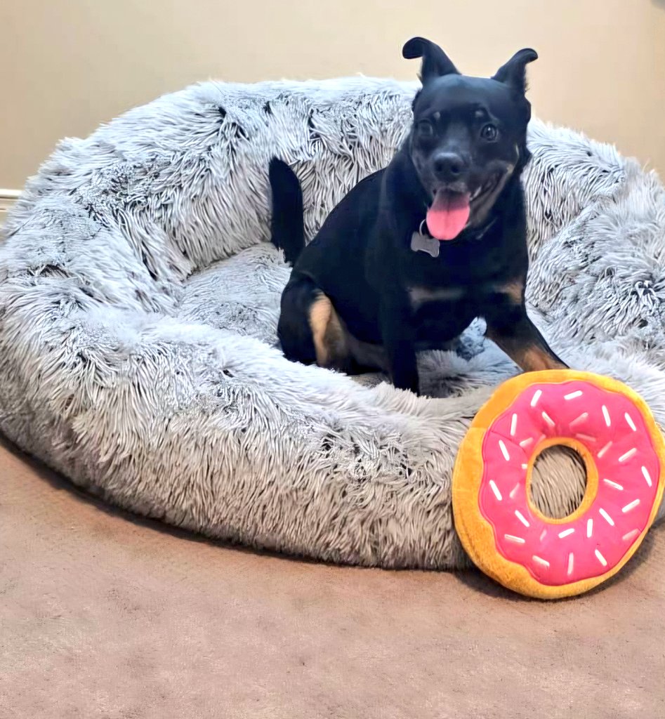CanadianPenny1's tweet image. I've been running around with my donut again 😃🍩 #TongueOutTuesday