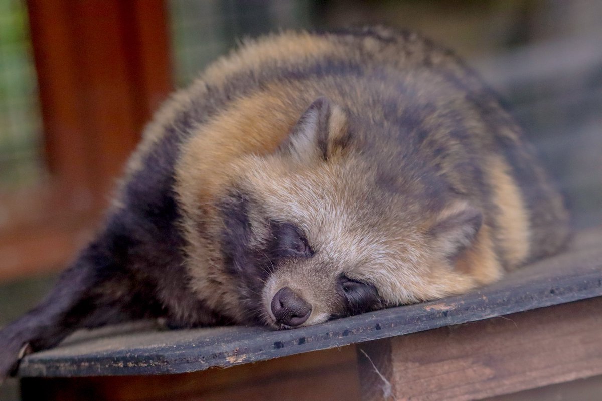 ぽんもち tweet media