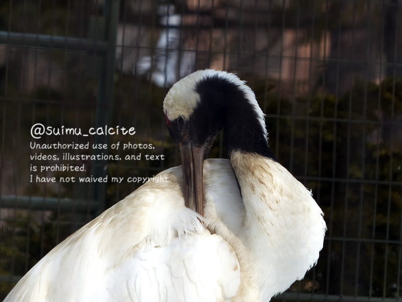 そういや、13日に市内で鳥インフルのカラスが確認されてたけど、15日に