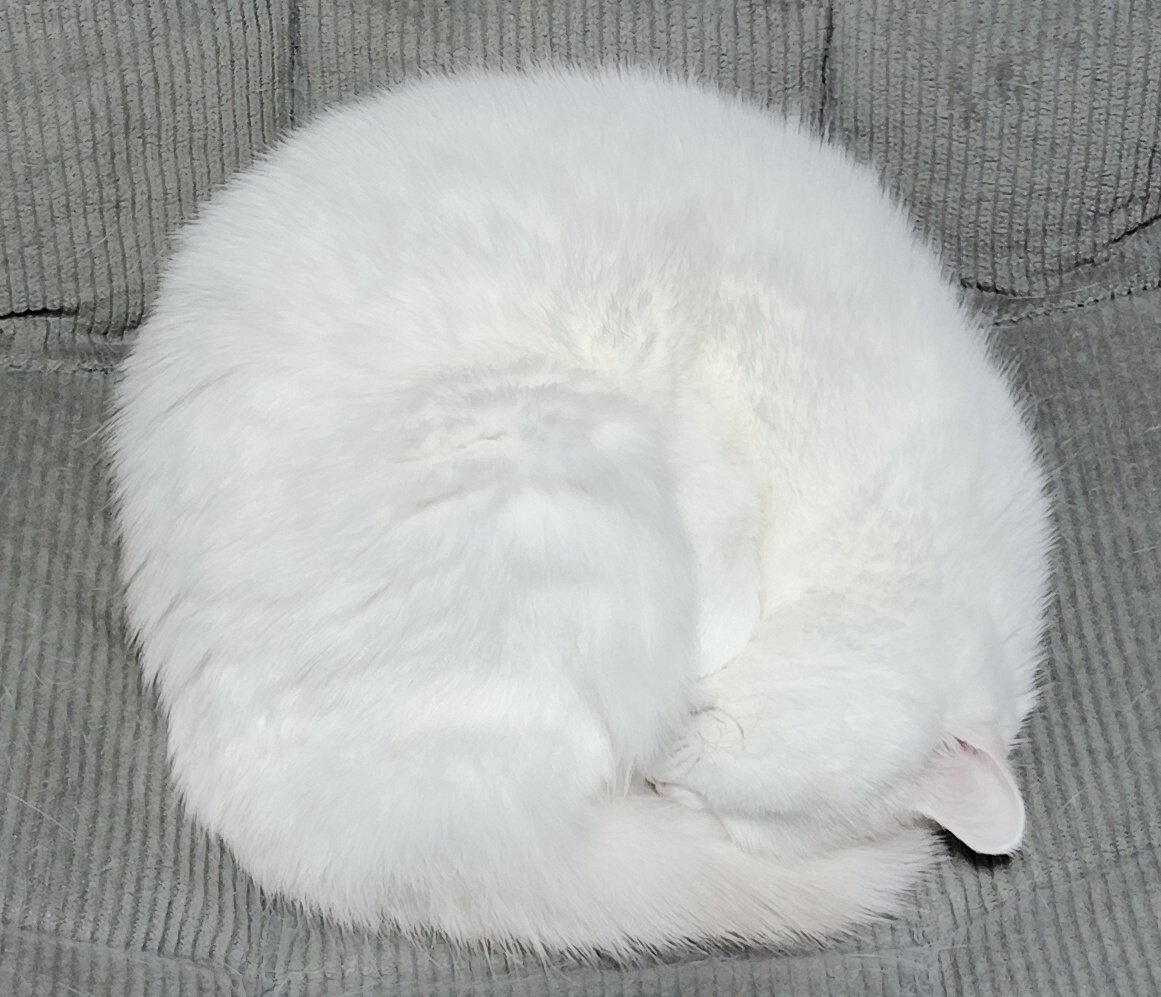 福ちゃん (@fukuchanwhite) on X