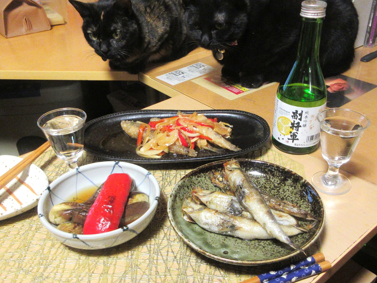 今夜の肴。メヒカリの干物と南蛮漬け、それと妻の作り置き。
#メヒカリフェア #おうちごはん #おうちで居酒屋 #ねこ #猫がいる生活 #猫のいる暮らし #保護猫