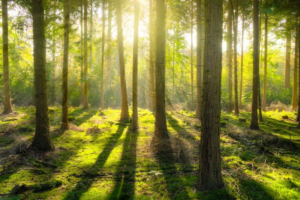 Treemissions tweet media