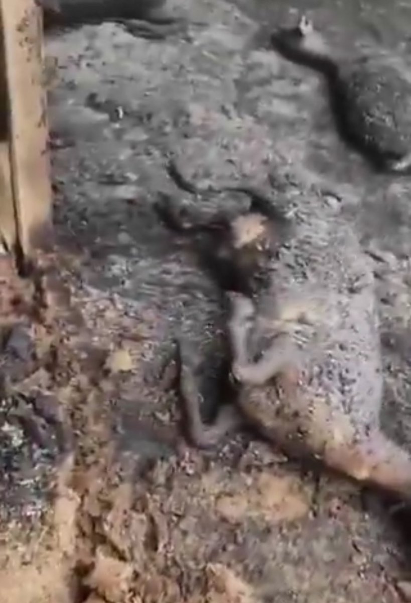 Motasem A Dalloul tweet media