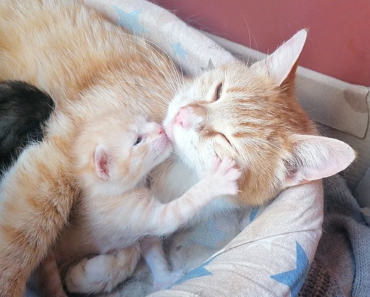 Catsillyness's tweet photo. https://t.co/lQPbnypAF6
