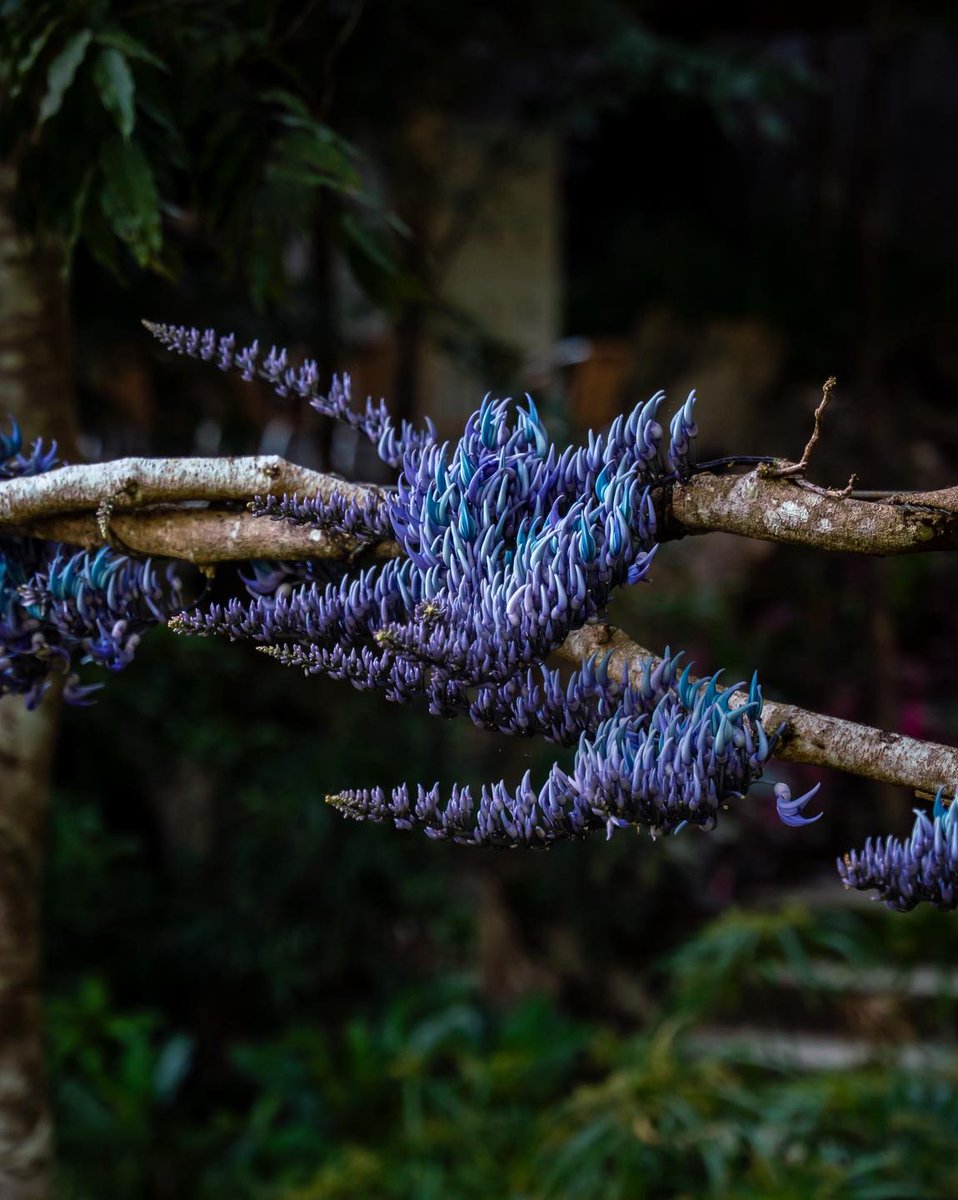 ‘DRAGON’S SPINE IN FULL BLOOM’ 🐉🌸

Ibinahagi ng Masungi Georeserve ang mga litrato ng JC's Vine — isang rare at endemic woody vine.

Namumunga ito ng cluster ng mga bulaklak na kulay lilac hanggang purple sa umpisa. Kalauna’y nagiging matingkad na asul ang kulay nito.

📸: