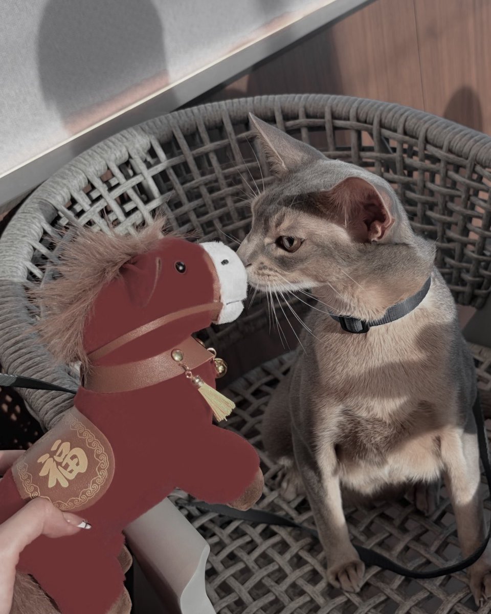 ㅤ 
Wishing abundance in opportunities, wisdom in decisions, courage in dreams, and happiness that stays all year long. 

新年快乐，万事如意。
Dari Kaishla, pria di layarnya masih sama.
ㅤ