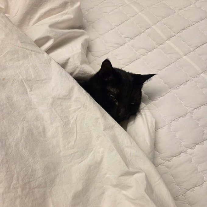 deepslowpanic's tweet photo. yoongi the type of guy to tuck his pets into bed. okay. cool. nice. cool cool cool https://t.co/Puw1GwhsCu