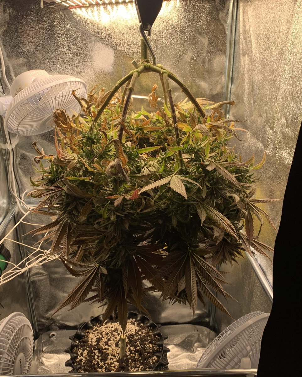 Royal Queen Seeds tweet media