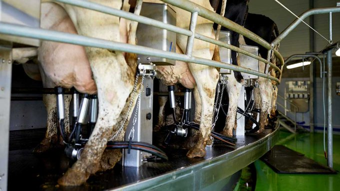 Vegan Future tweet media