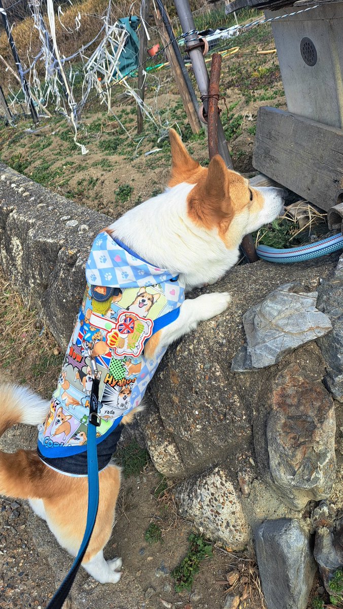 おこんばんワン 朝ん歩🐾 クンクンしっかりチェッククンパト大好き心
