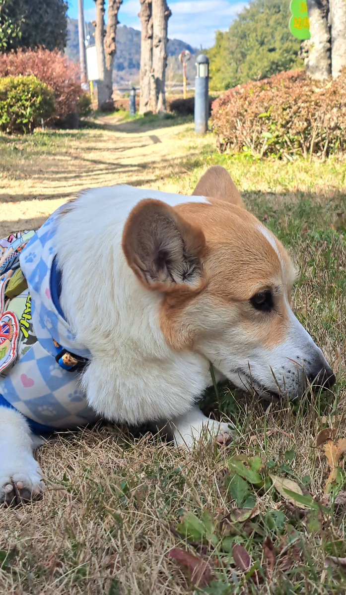 おこんばんワン 朝ん歩🐾 クンクンしっかりチェッククンパト大好き心
