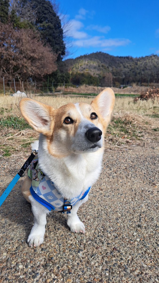 おこんばんワン 朝ん歩🐾 クンクンしっかりチェッククンパト大好き心