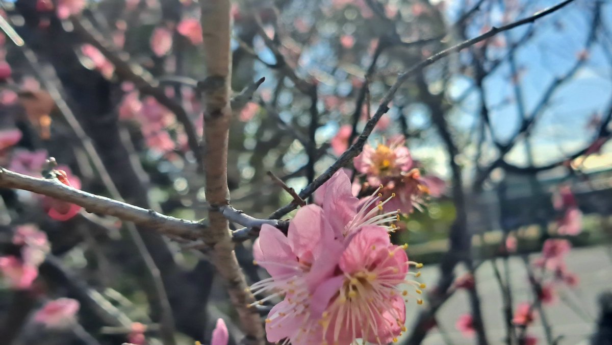 おこんばんワン 朝ん歩🐾 クンクンしっかりチェッククンパト大好き心