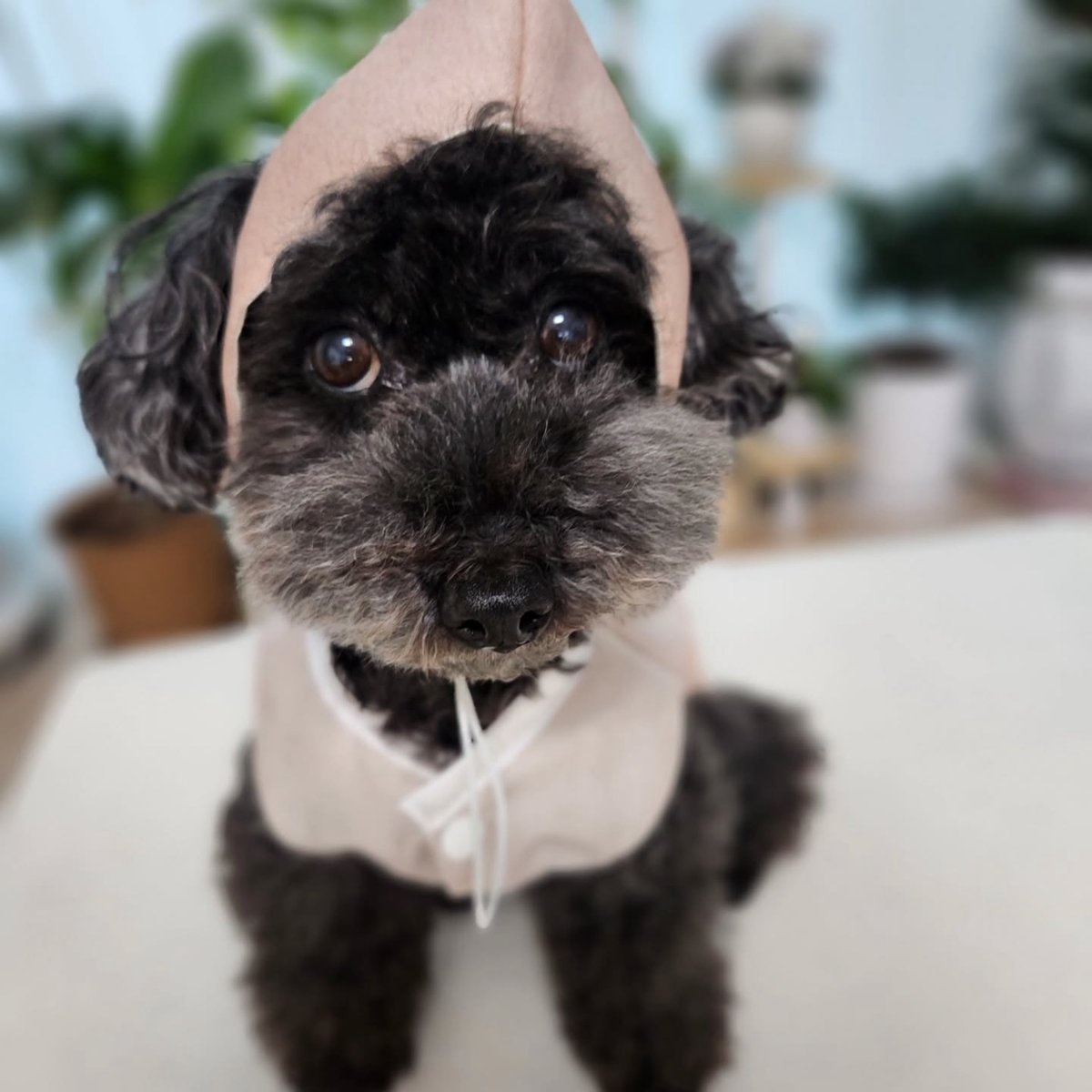 tobenstagram ins

한복이 영~~어색한 토벤이🐶