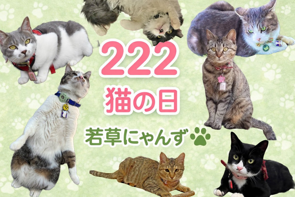 wakakusa_inari's tweet photo. 《ねこの日御朱印頒布の（お知らせ）》

2月22日は
ねこの日🐈🐾🐈‍⬛

今年も！例年同様、「ねこの日御朱印」を浄書にて頒布致します。

今年は！7福にゃん🐾になりました🎶若草にゃんず。

皆様に幸せを招いていただけますよう七福招き猫🐈🐾の絵柄に致しました！

頒布期間:22日より28日まで

#若草稲荷神社
#若草にゃんず🐈🐈‍⬛ 
#猫の日 
#御朱印 
#世界中の犬も猫も幸せでありますように