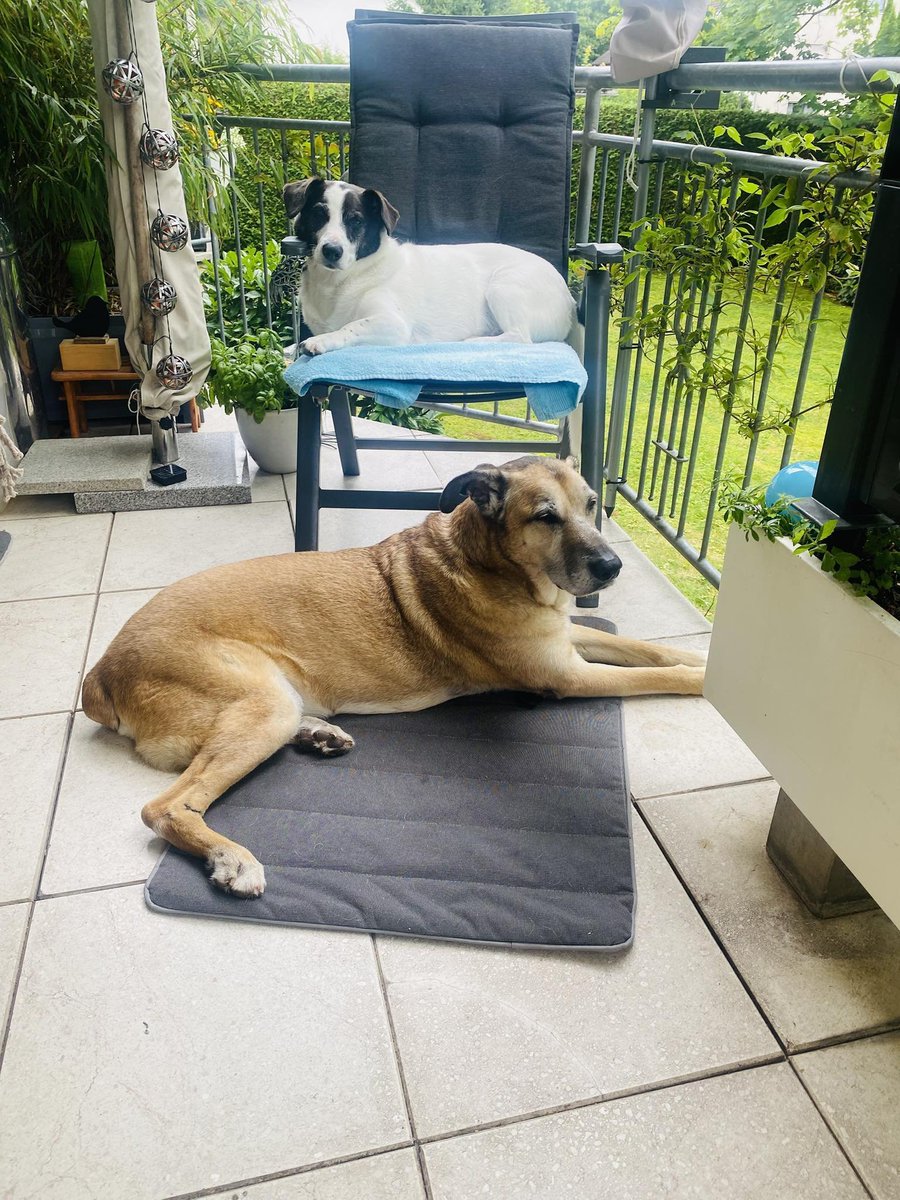 LunaGitana0333's tweet photo. Cada vez que yo aterrizaba en Buenos Aires, él aparecía. 
  Un perro callejero y dorado al que todos empezaron a llamar "Rubio"   

Se sentaba afuera del hotel (Hilton), movía la cola al verme y me acompañaba un rato.   
 Yo le daba comida y cariño, pero siempre tenía que volver a Alemania.  

Cuando me iba, desaparecía.   
 Cuando regresaba semanas o meses después, ahí estaba otra vez, como si supiera mis horarios.   

Un día intenté ayudarlo llevándolo a un hogar temporal, pero se escapó.   
 Caminó kilómetros hasta el hotel para esperar afuera, mirándome como antes.  

Fue ahí cuando entendí que él me había elegido.  
  Inicié los trámites y después de mucho papeleo, finalmente viajamos juntos.  

Hoy Rubio vive conmigo en Alemania, se lleva bien con mis otros perros y disfruta de sus días entre juegos, camas suaves y paseos tranquilos.   

A sus 13 años, sigue siendo feliz. 
  Olivia Sievers, azafata alemana, sobre cómo Rubio llegó a cambiar su vida. 
 La primera imágen es de Rubio en situación de calle en 2016 , zona Puerto Madero (Laguna de los Coipos)