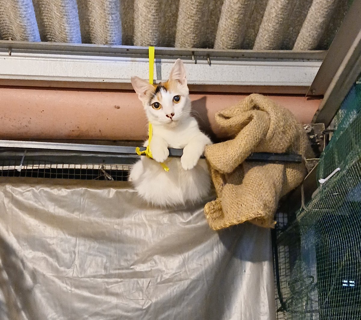 konyniis's tweet image. Kucing ilang! tolong yang lihat atau nemuin kucing dengan ciri2 bulu putih, buntut pendek oren, cewek, dan hamil (kayanya), tolong kabarin yaa. Di sekitar pancoran X, hilang sejak pagi, akhir2 ini emang lagi nakal kabur2an terus. 

#Kucing #hilang #Pancoran