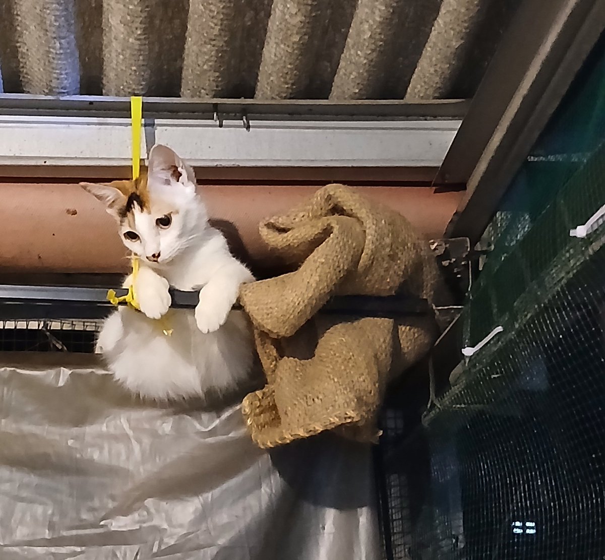 konyniis's tweet image. Kucing ilang! tolong yang lihat atau nemuin kucing dengan ciri2 bulu putih, buntut pendek oren, cewek, dan hamil (kayanya), tolong kabarin yaa. Di sekitar pancoran X, hilang sejak pagi, akhir2 ini emang lagi nakal kabur2an terus. 

#Kucing #hilang #Pancoran