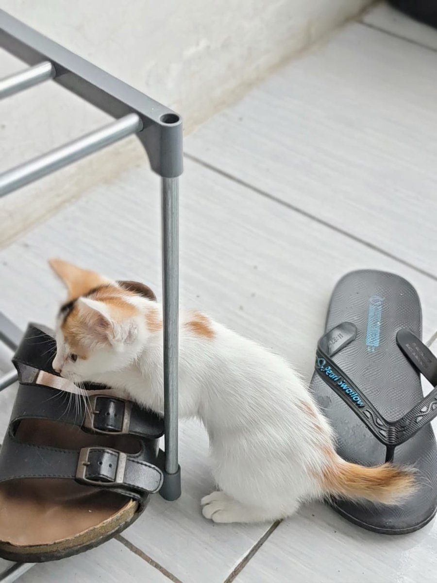 konyniis's tweet image. Kucing ilang! tolong yang lihat atau nemuin kucing dengan ciri2 bulu putih, buntut pendek oren, cewek, dan hamil (kayanya), tolong kabarin yaa. Di sekitar pancoran X, hilang sejak pagi, akhir2 ini emang lagi nakal kabur2an terus. 

#Kucing #hilang #Pancoran