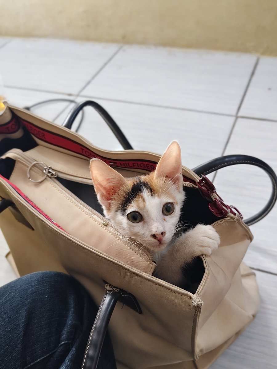 konyniis's tweet image. Kucing ilang! tolong yang lihat atau nemuin kucing dengan ciri2 bulu putih, buntut pendek oren, cewek, dan hamil (kayanya), tolong kabarin yaa. Di sekitar pancoran X, hilang sejak pagi, akhir2 ini emang lagi nakal kabur2an terus. 

#Kucing #hilang #Pancoran