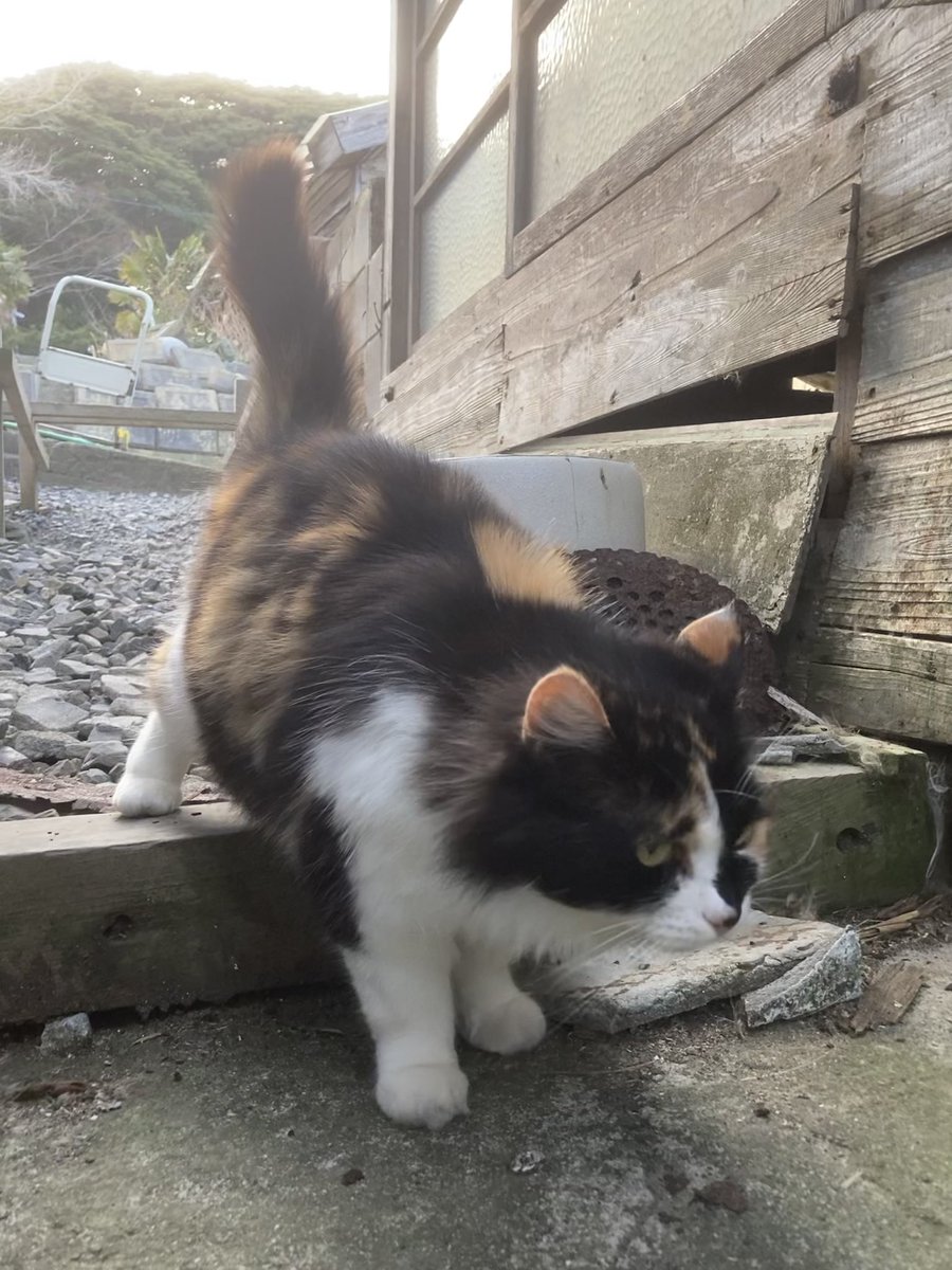 こちらもどうぞ😸 二代目ちゃめこ一家も来てくれました🐈🐾 #ねこ