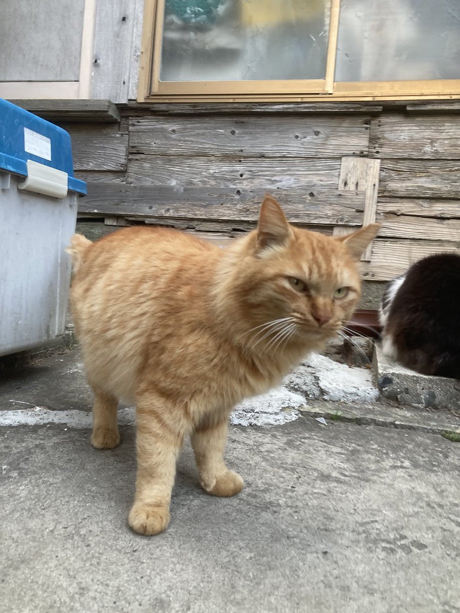 こちらもどうぞ😸 二代目ちゃめこ一家も来てくれました🐈🐾 #ねこ