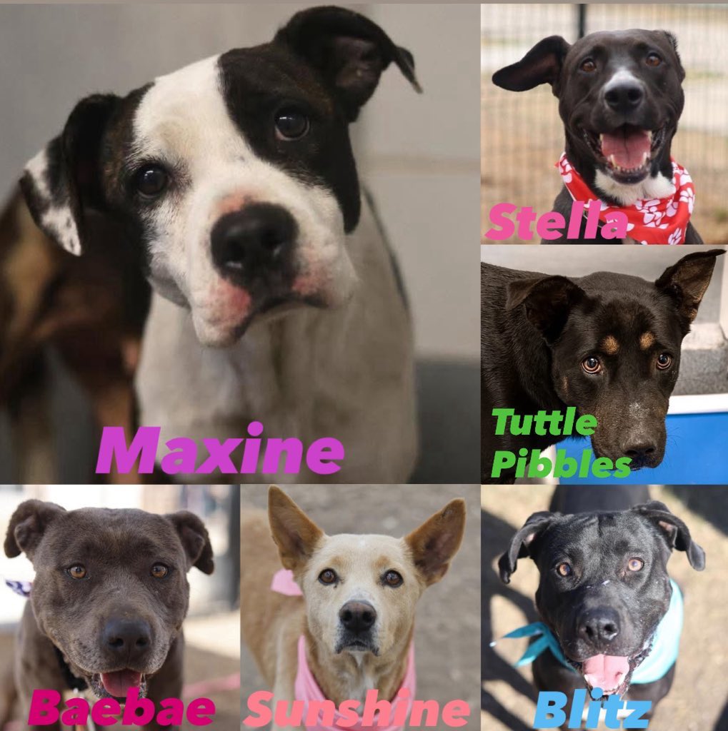 _taysmyoxygen1d's tweet photo. 🚨Maxine #A794619 3yo, 40lb
Knucking lameness on R thor L (distal radial/ulnar fx), BCS 3/9
Stella #A795161 2yo
Tuttle Pibbles #A794857 1yo M
Baebae #A793567 2yo
🚨Sunshine #A794629 1yo F, hairloss,
otitis externa
Blitz #A778554 2yo nM, 70lb, hw-
⚠️Adoption return💔Great notes https://t.co/vAgx2TCxeH