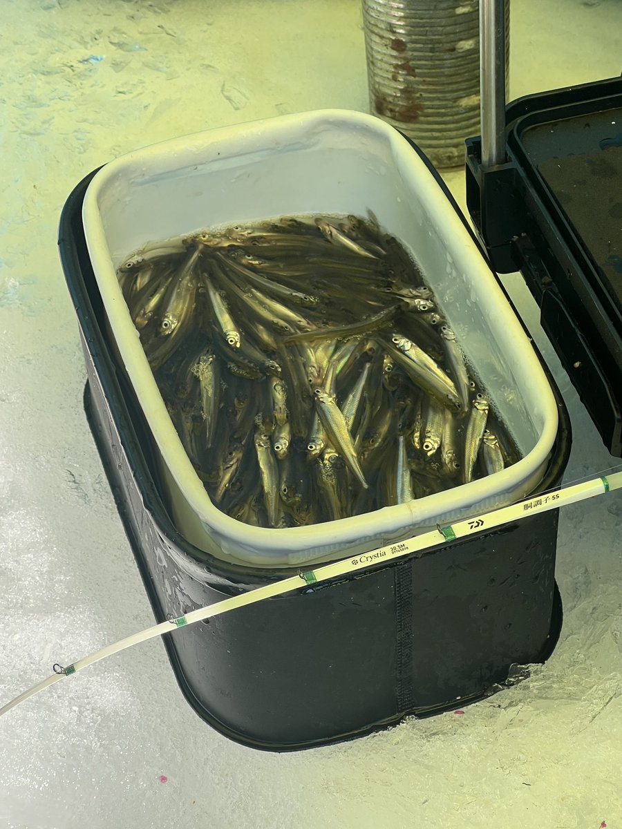 toroko_106's tweet photo. 2/17塘路湖ワカサギ釣り釣果情報🎣林道側数十匹〜300匹、境界線南側数十匹〜500匹、元村ハウスぱる側釣果情報無し。
#塘路湖 #塘路湖ワカサギ釣り #ワカサギ釣り https://t.co/OPdMISjBa8