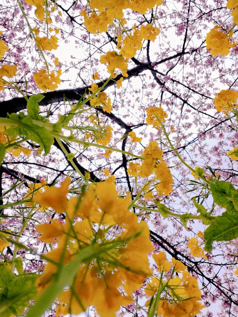 春はそこまで来ているよ。
だからもう少し辛抱。
お土産はワカメと三太郎大根。
（by三浦海岸桜まつり）