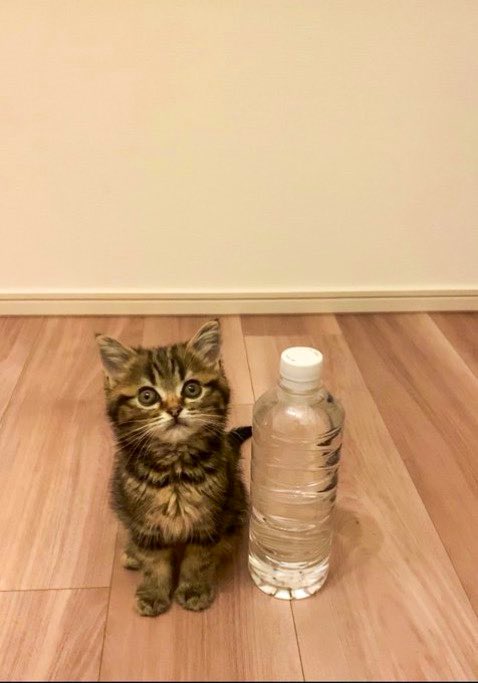 うちの子はこうなりました😊