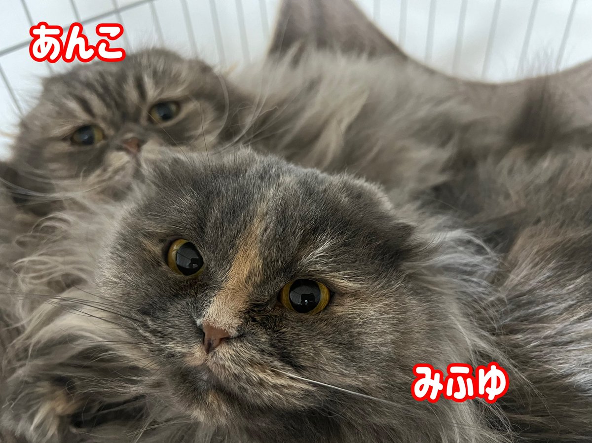 Tenchan_life's tweet photo. みふゆがハンモックで寝てると毎度一緒に寝ようとする重量級なあんこ😅
どっちも優しい性格で仲良くて安心☺️
やけど重たくないのかね💦
＃スコティッシュフォールド
＃あんこ
＃みふゆ https://t.co/hUuijt3CMV